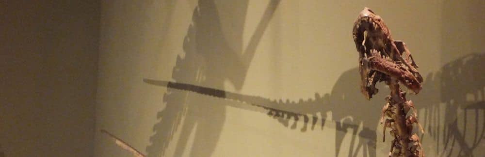 Dromaeosaurus