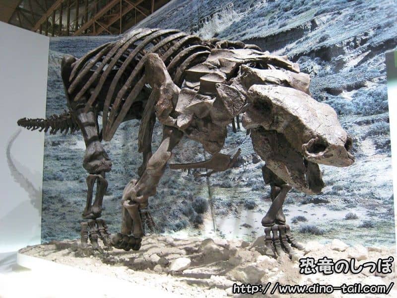 Complete skeleton fossil of Edmontonia
