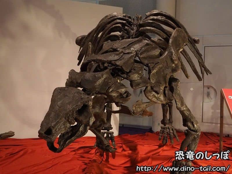 Edmontonia skull fossil