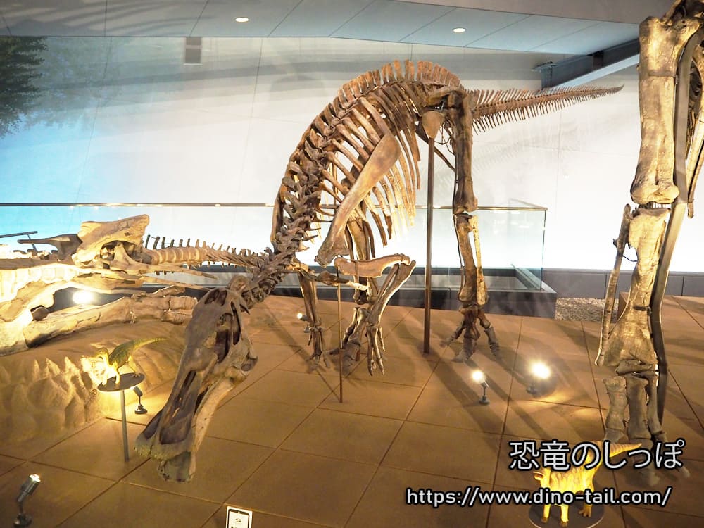Complete skeleton fossil of Edmontosaurus