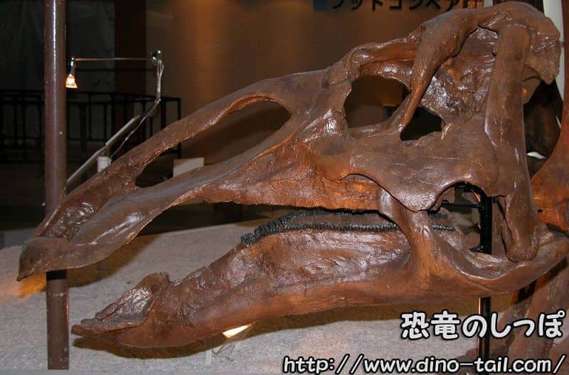 Edmontosaurus skull fossil