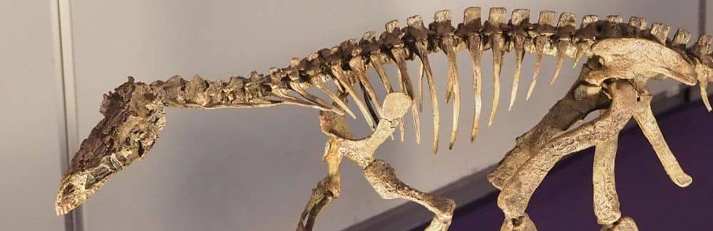 Eoraptor