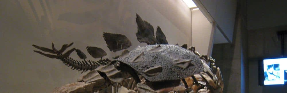 Euoplocephalus