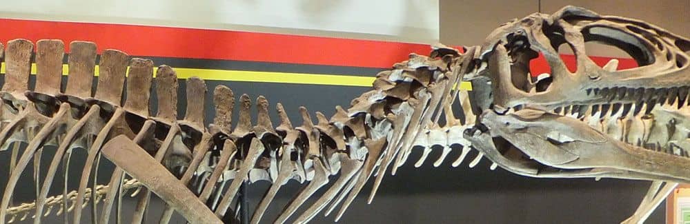 Fukuiraptor