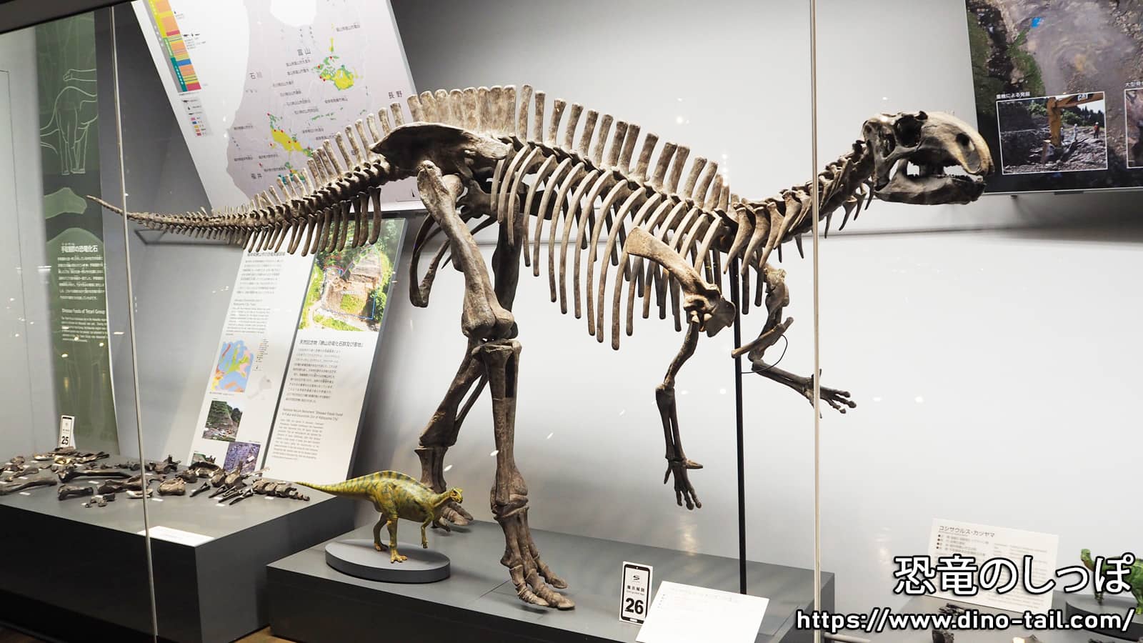 Full skeleton fossil of Fukuisaurus