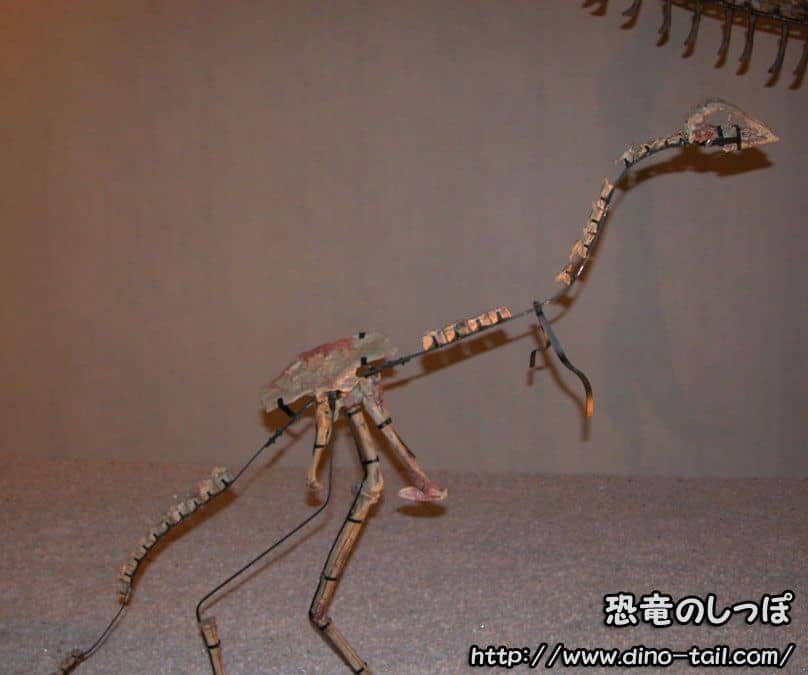 Complete skeleton fossil of a juvenile Gallimimus
