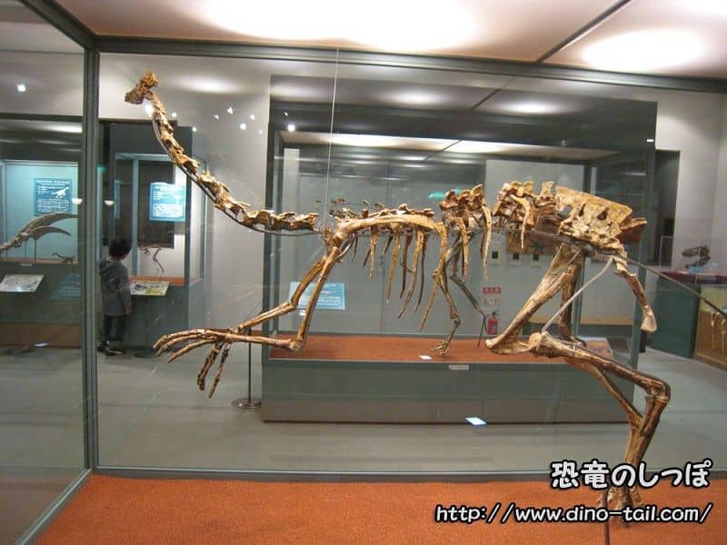 Gallimimus skeletal fossil