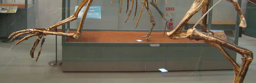 Gallimimus