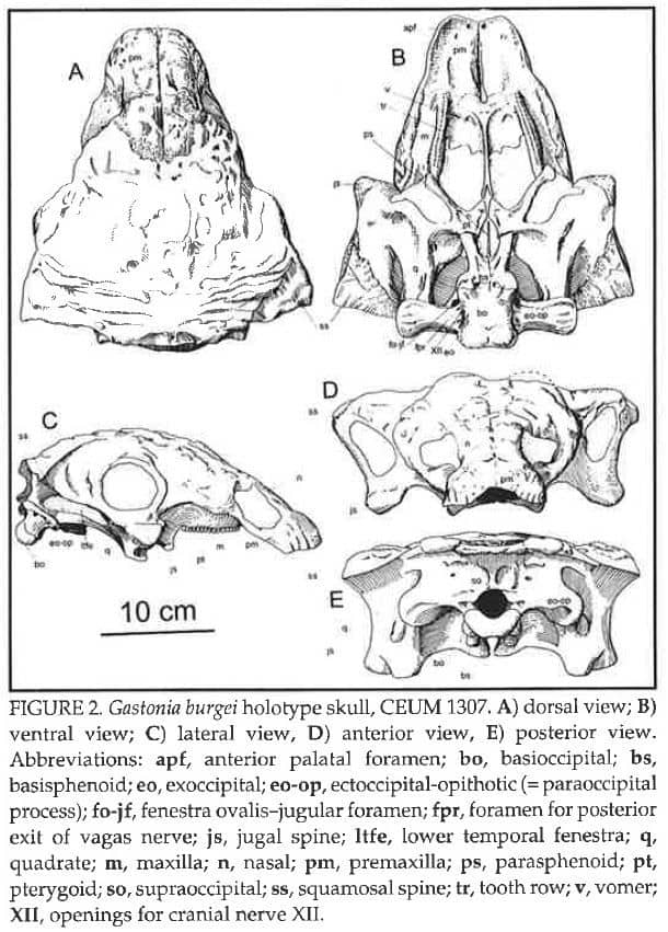Excerpt from the description paper of Gastonia (skull sketch)