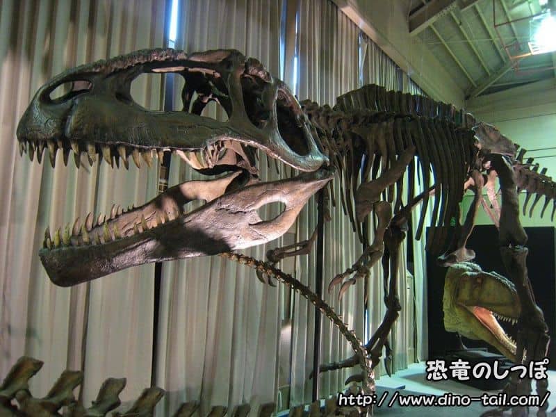 Complete skeleton fossil of Giganotosaurus