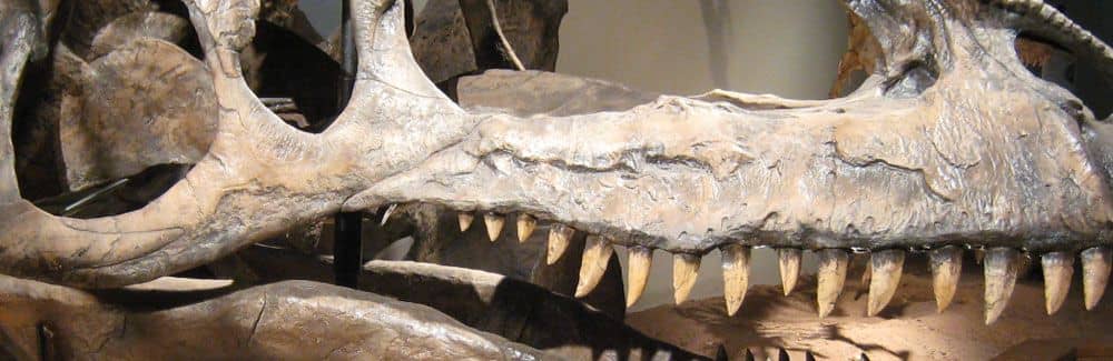 Giganotosaurus