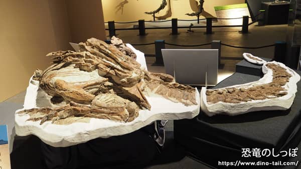 Gorgosaurus | Dino Tail - Dinosaur Encyclopedia