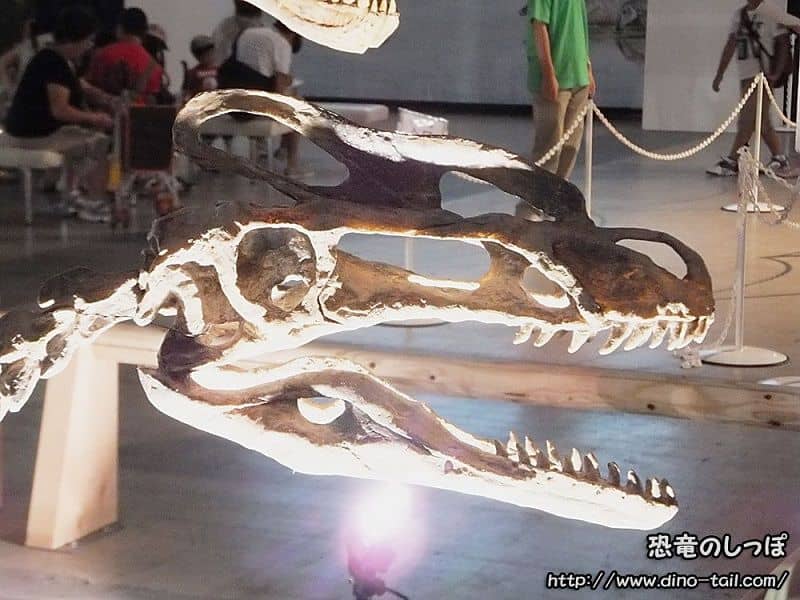 Guanlong skull fossil