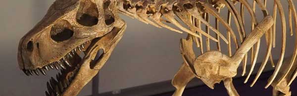 Genus Names H-P