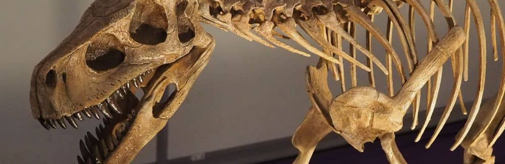 Herrerasaurus
