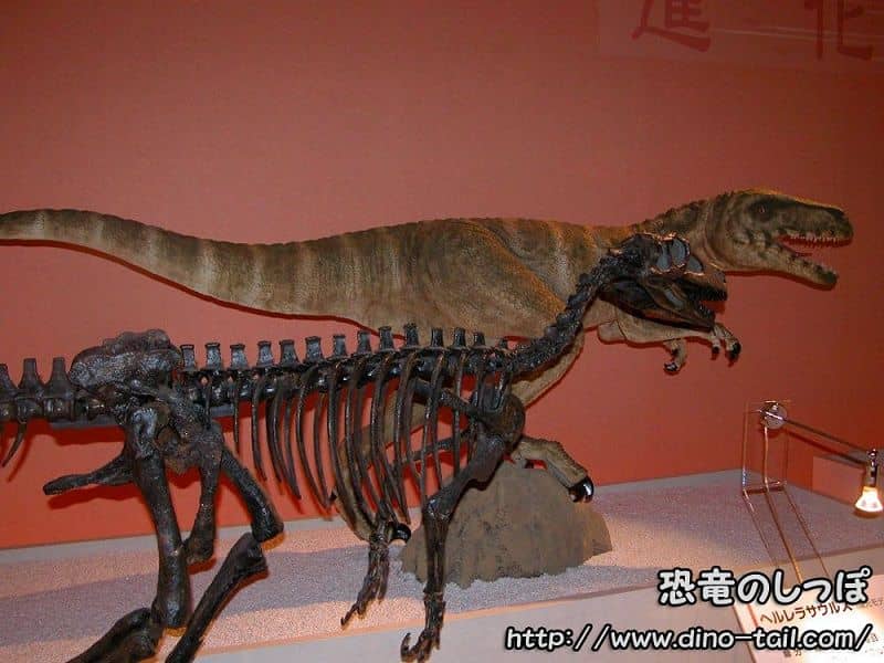 Complete skeleton of Herrerasaurus