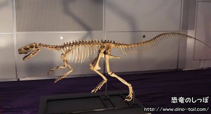 Complete skeleton fossil of Herrerasaurus