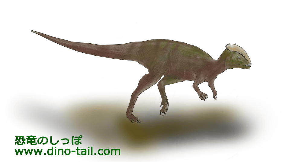 Illustration of Homalocephale