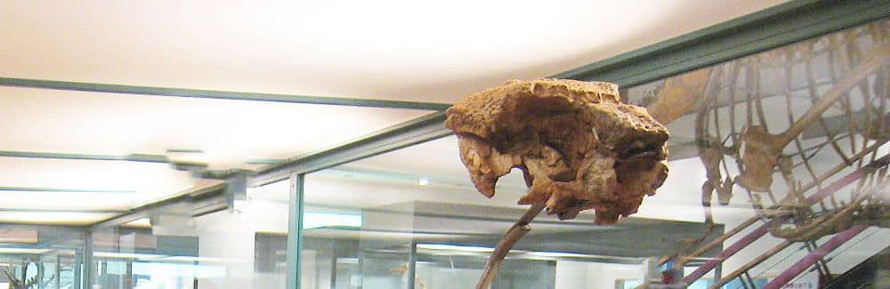 Homalocephale