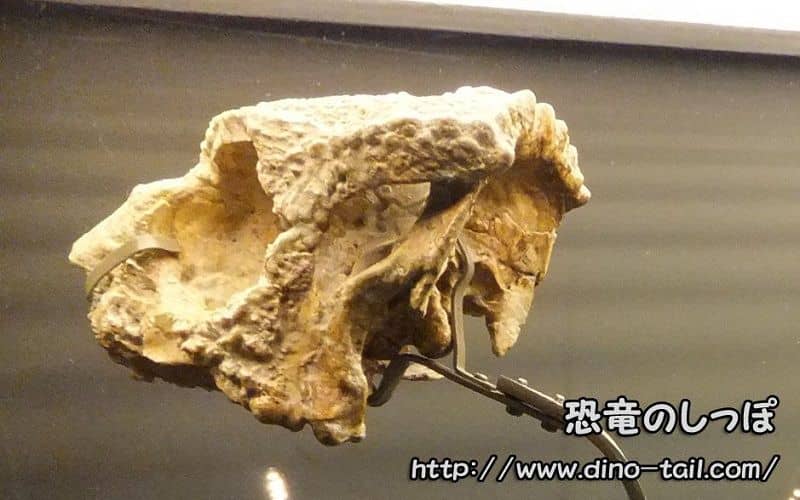 Homalocephale skull fossil