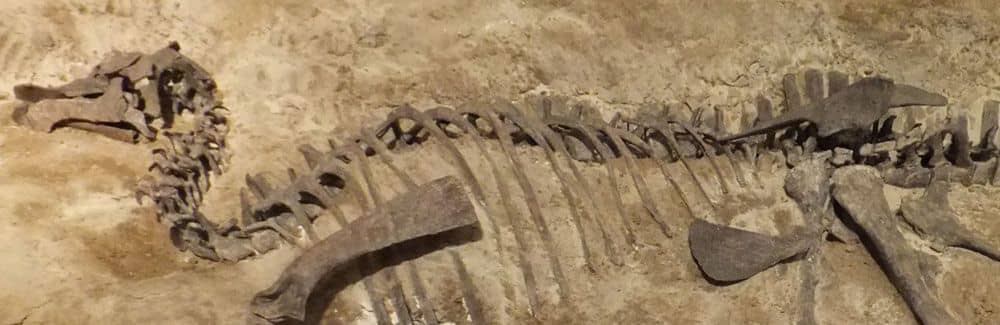 Hypacrosaurus