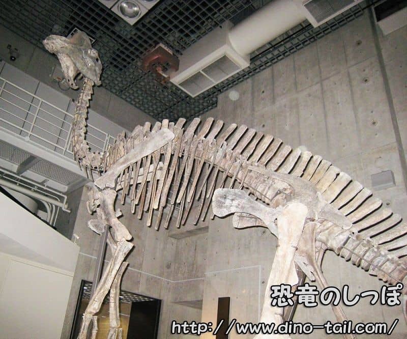 Hypacrosaurus complete skeleton fossil