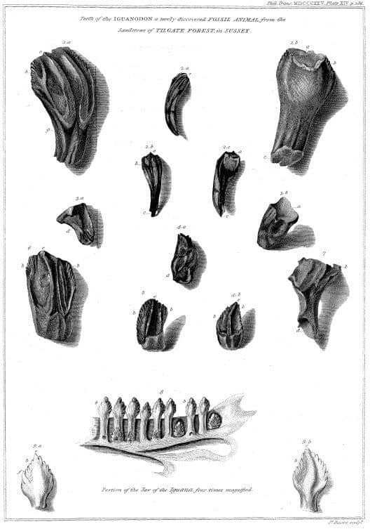 Mantell's paper describing Iguanodon (1825)