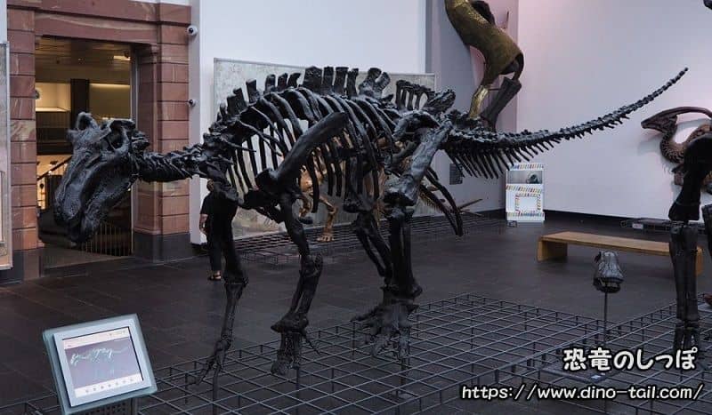 Iguanodon complete skeleton fossil (Senckenberg Naturmuseum)