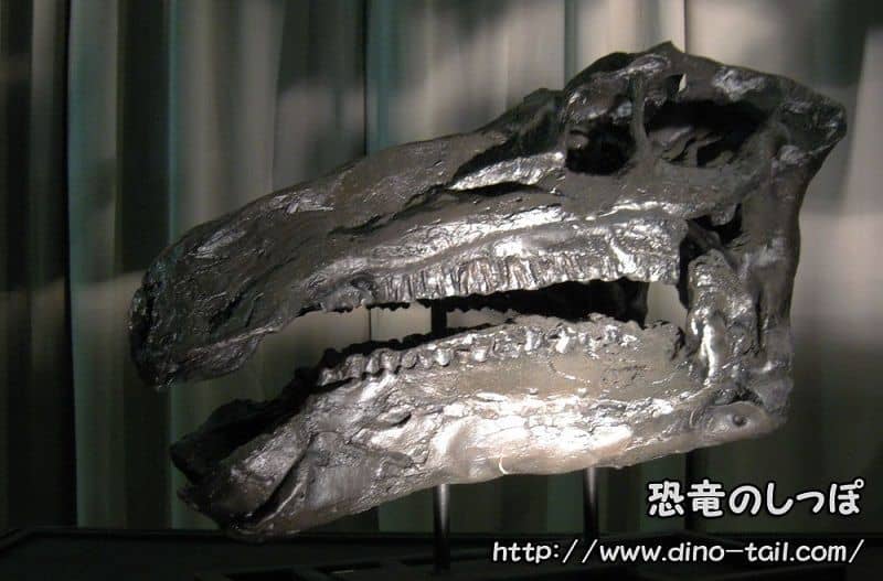 Iguanodon skull fossil