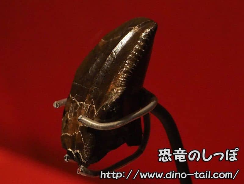 Iguanodon tooth - Natural History Museum, London