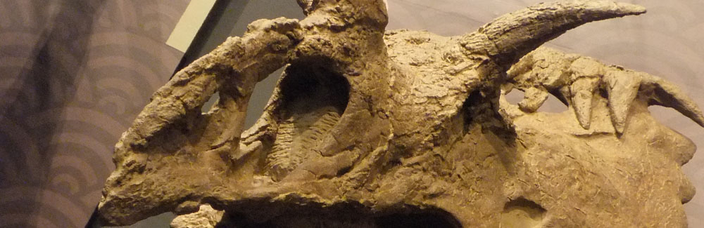Marginocephalia
