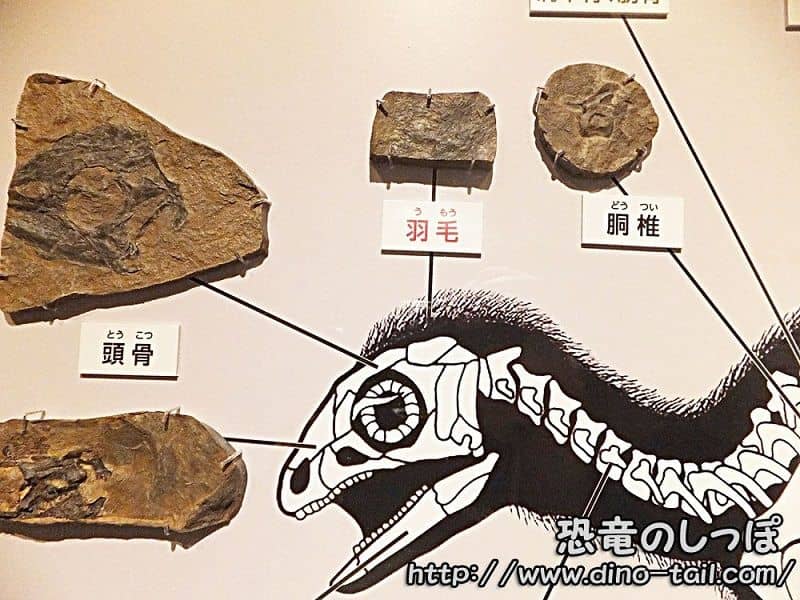 Kulindadromeus head fossil