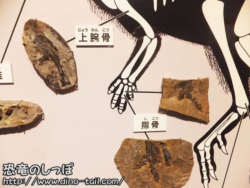 Kulindadromeus hind leg