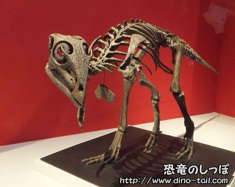 Kulindadromeus complete skeleton fossil