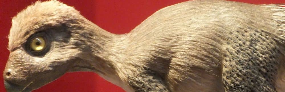 Kulindadromeus
