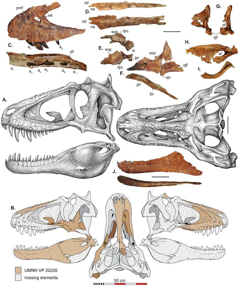 Lythronax skull fossil and sketch (2013)