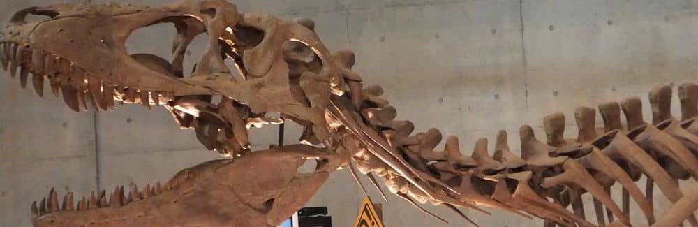 Lythronax
