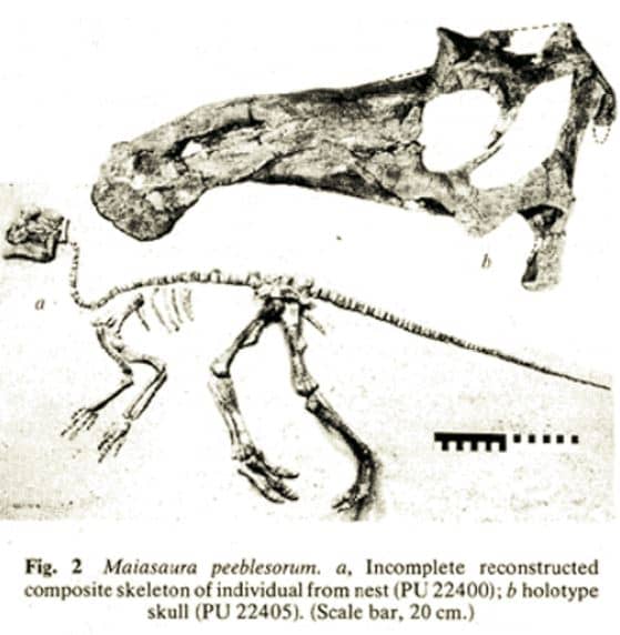 Excerpt from the paper describing Maiasaura (1979)