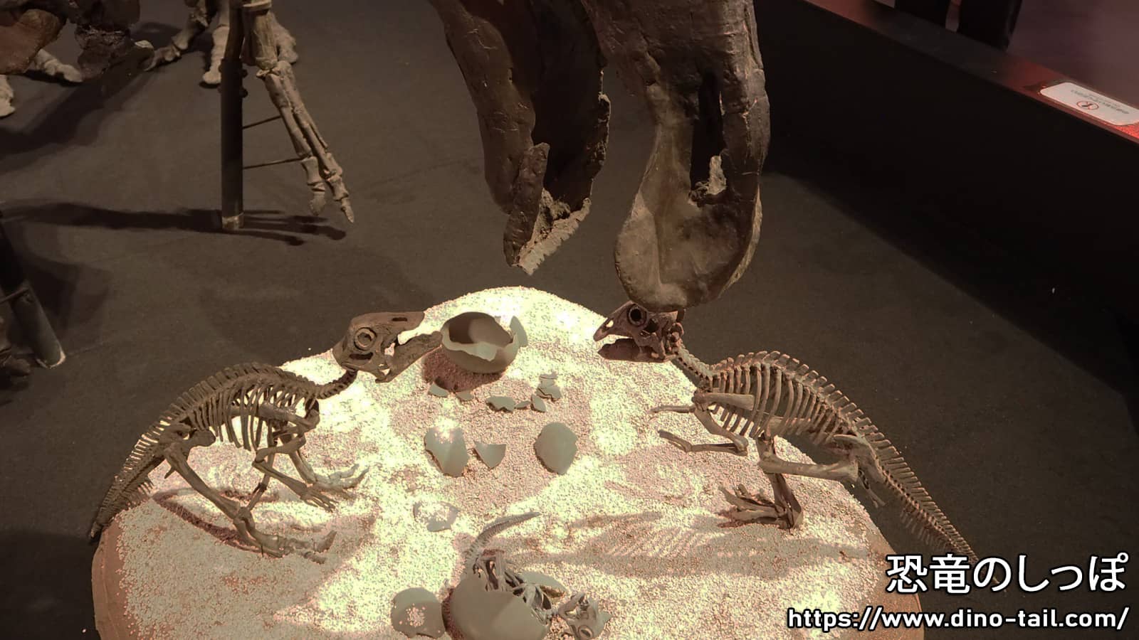 Maiasaura child