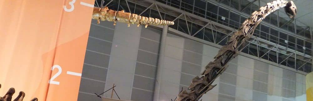 Mamenchisaurus