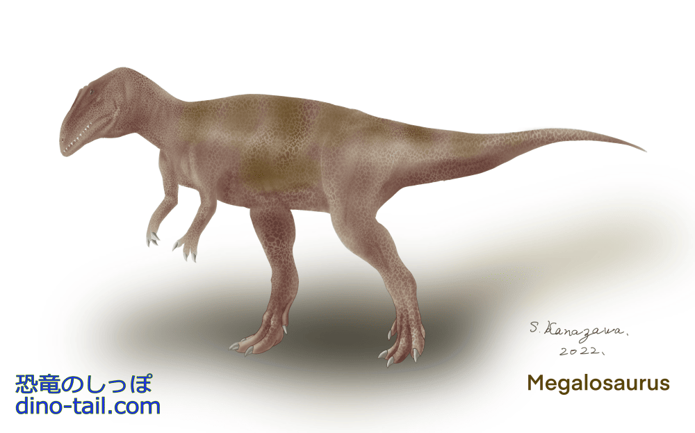 Megalosaurus illustration