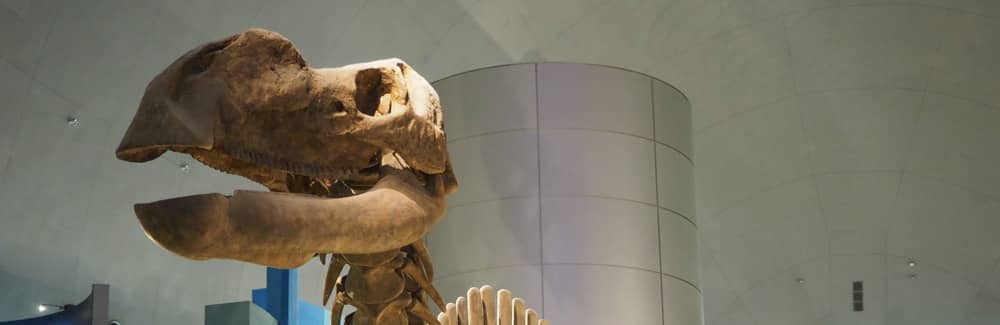 Muttaburrasaurus
