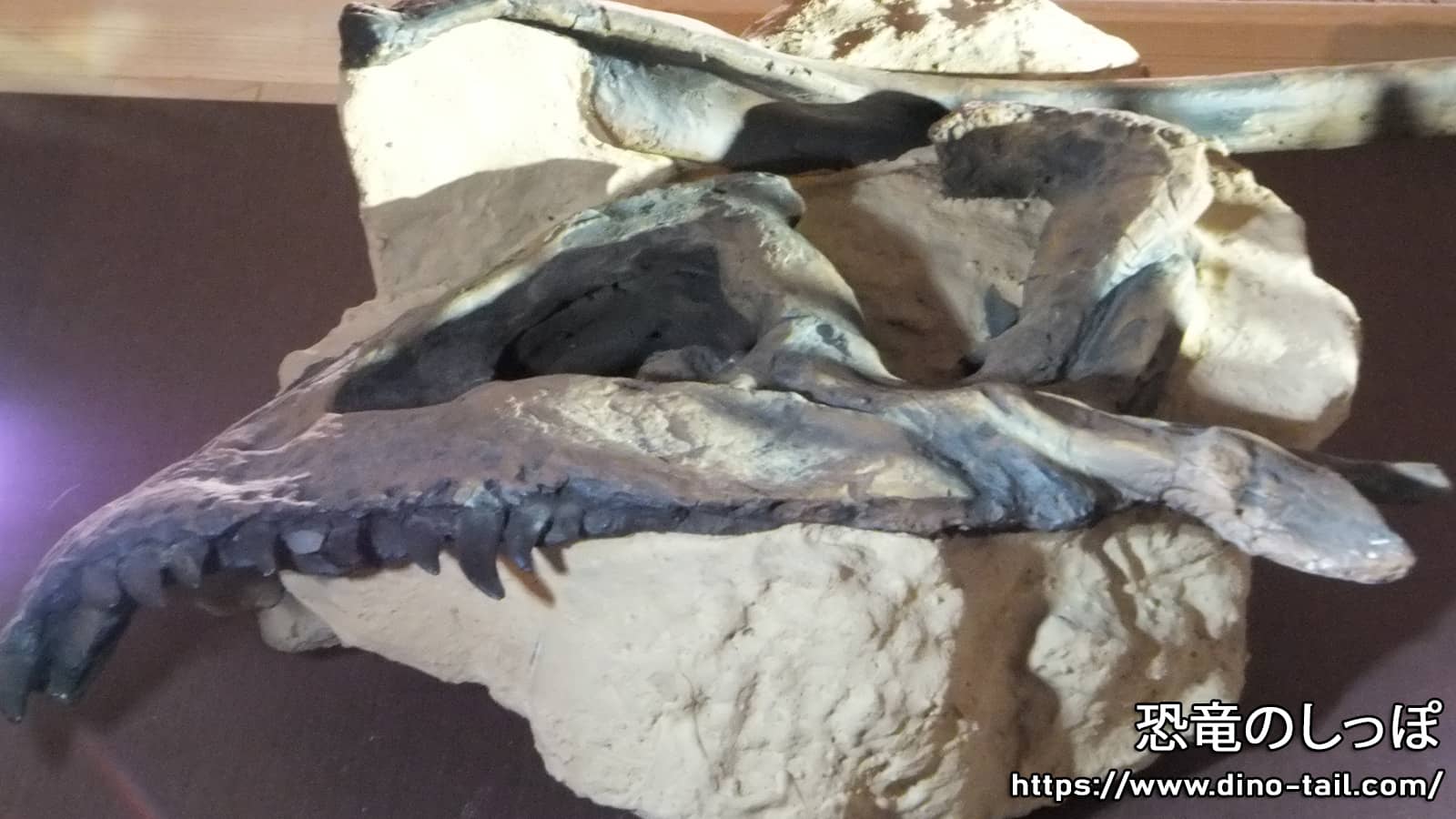 Fossil skull of Nanotyrannus