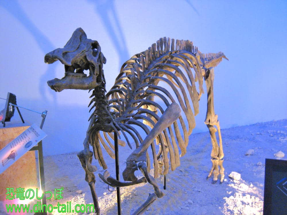 Nipponosaurus complete skeleton fossil
