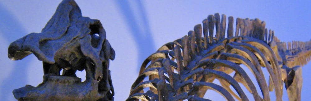Nipponosaurus