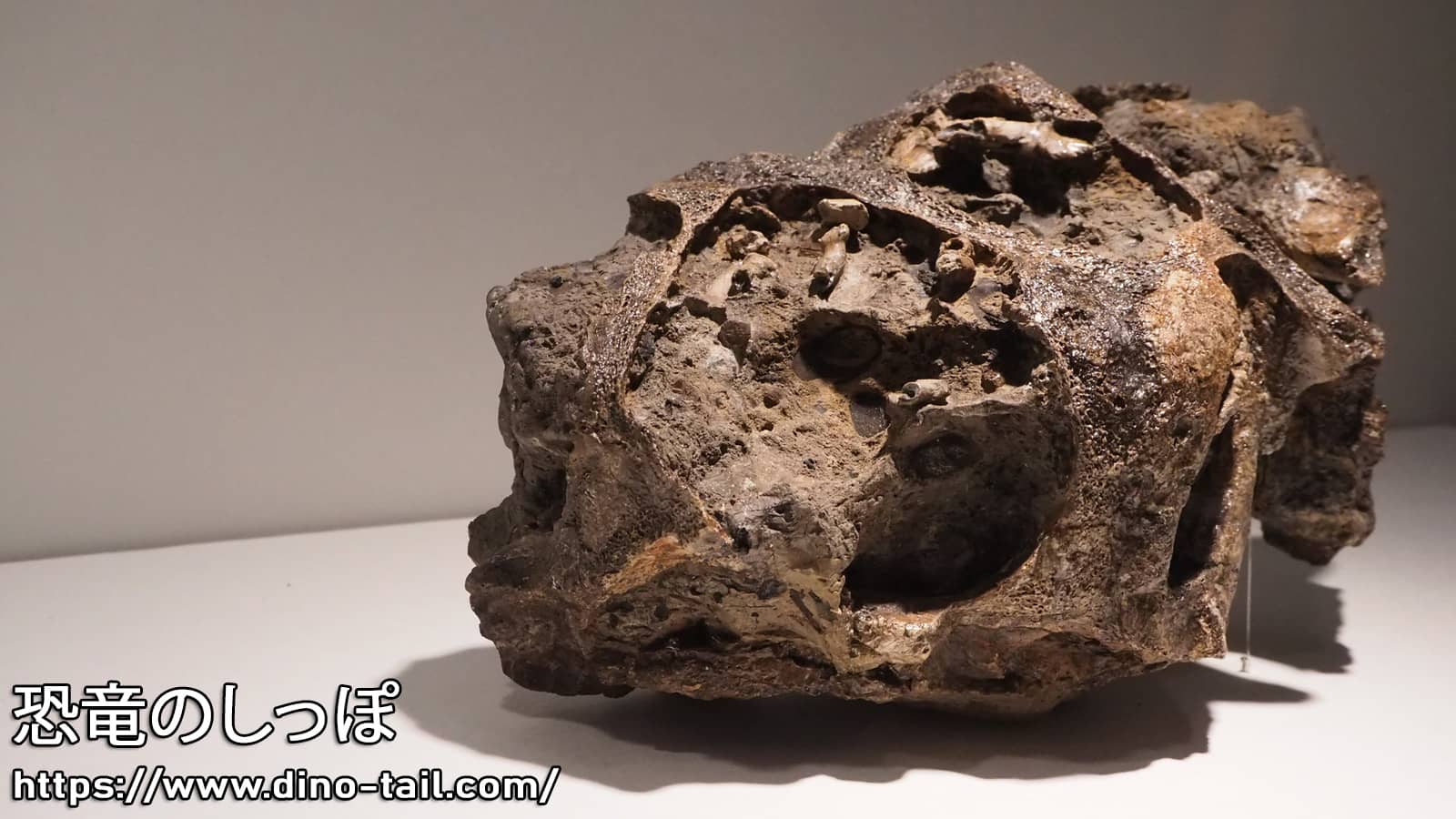 Nodosauridae skull fossil