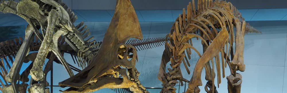 Olorotitan