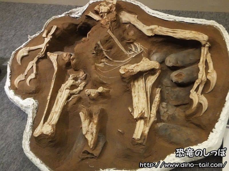 Fossil of the oviraptorid Citipati brooding on a nest of eggs