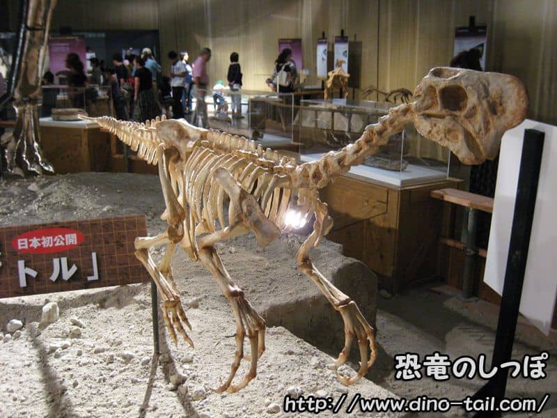 Oviraptor complete skeleton (photographed in 2009)