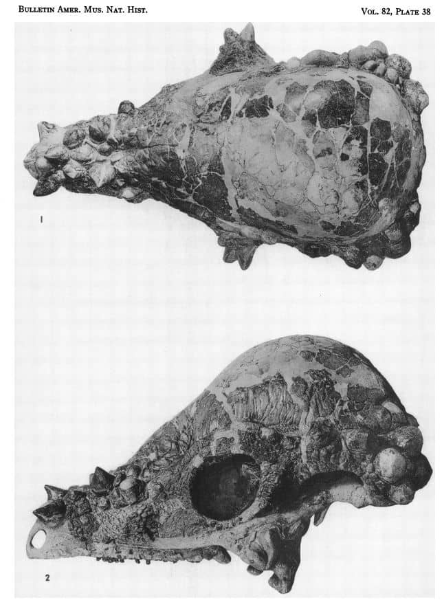 Pachycephalosaurus skull fossil (specimen number AMNH 1696) excerpt from description paper